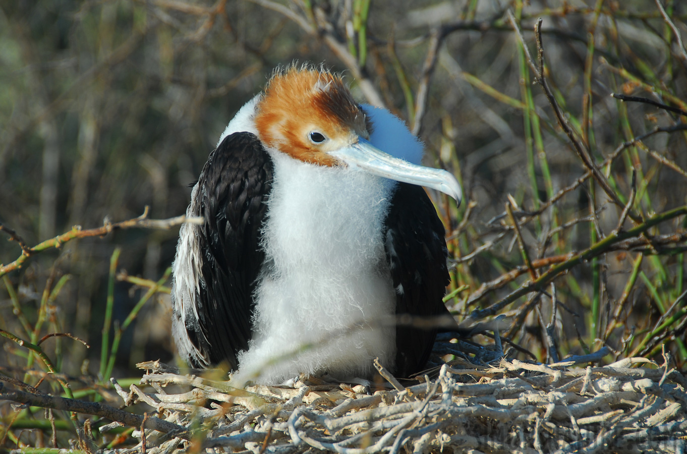 Fregata magnificens [200 mm, 1/200 Sek. bei f / 7.1, ISO 100]